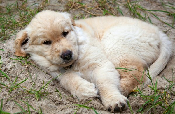 Welche Ernährung ist optimal für Hauskatzen?